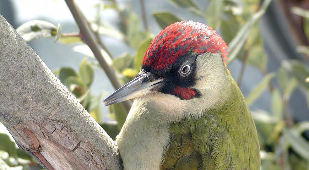 Τάξη: Piciformes ( ρυοκολαπτόµορφα) Οικογένεια: Picidae ( ρυοκολάπτες) Είδος: Picus viridis (Πρασινοτσικλιτάρα, ρυοκολάπτης) Γνωρίσµατα: Πολύ χαρακτηριστικός ρυοκολάπτης που ξεχωρίζει εύκολα από τα