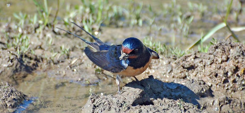 Τάξη: Passeriformes (Στρουθιόµορφα) Οικογένεια: Hirundinidae (Χελιδόνια) Είδος: Hirundo rustica (Σταυλοχελίδονο) Γνωρίσµατα: (17-19εκ) Έχει µεταλλικό σκούρο µπλε χρώµα στο πάνω µέρος του φτερώµατος