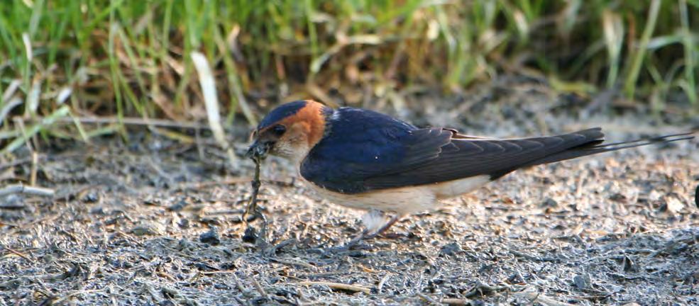 Τάξη: Passeriformes (Στρουθιόµορφα) Οικογένεια: Hirundinidae (Χελιδόνια) Είδος: Hirundo daurica ( εντροχελίδονο, Μιλτοχελίδονο) Γνωρίσµατα: Έχει το ίδιο µέγεθος (18εκ.