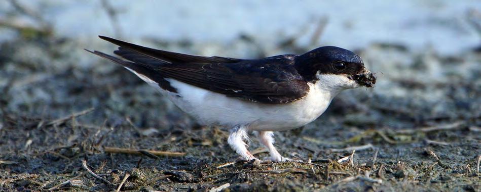 Τάξη: Passeriformes (Στρουθιόµορφα) Οικογένεια: Hirundinidae (Χελιδόνια) Είδος: Delichon urbica (Σπιτοχελίδονο) Γνωρίσµατα: Ξεχωρίζει από τα δύο άλλα είδη Χελιδονιών από το πολύ µικρότερο µέγεθος