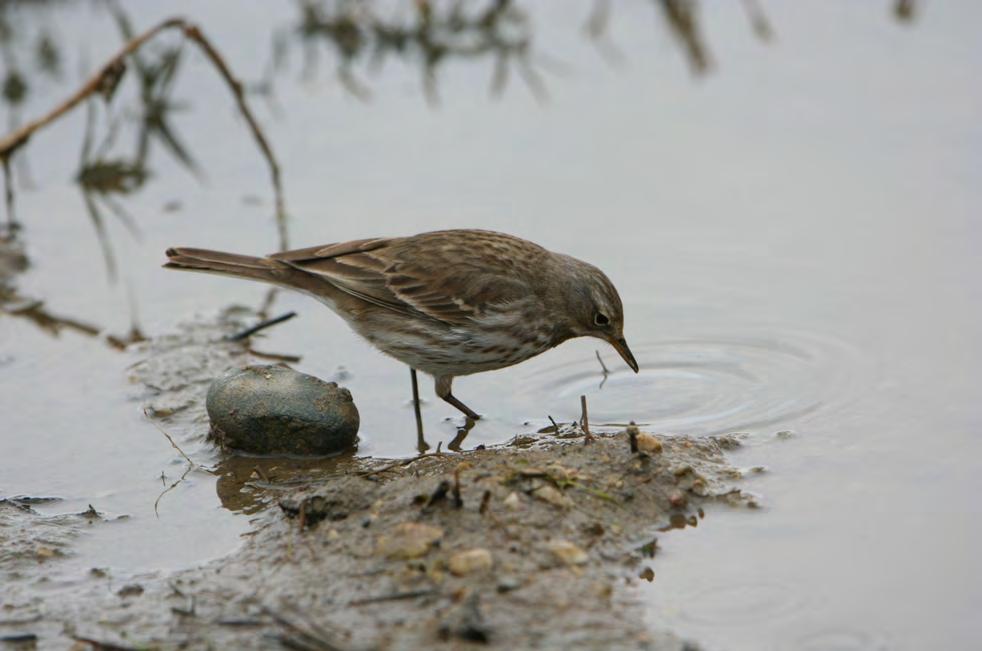 Τάξη: Passeriformes (Στρουθιόµορφα) Οικογένεια: Motacillidae (Κελάδες - Σουσουράδες) Είδος: Anthus spinoletta (Νεροκελάδα) Γνωρίσµατα: Έχει µέγεθος 17εκ.