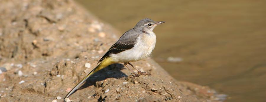 Τάξη: Passeriformes (Στρουθιόµορφα) Οικογένεια: Motacillidae (Κελάδες-Σουσουράδες) Είδος: Motacilla cinerea (Σταχτοσουσουράδα) Γνωρίσµατα: Έχει µέγεθος 18εκ.