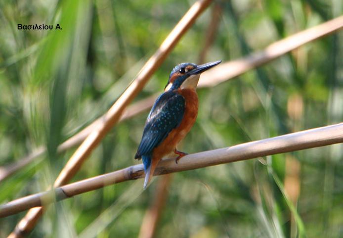 Τάξη: Coraciiformes (Κορακιόµορφα) Οικογένεια: Alcedinidae (Αλκυόνες) Είδος: Alcedo atthis (Αλκυόνη) Γνωρίσµατα: Μικρό πουλί (16-17εκ.) µε φύλα όµοια.