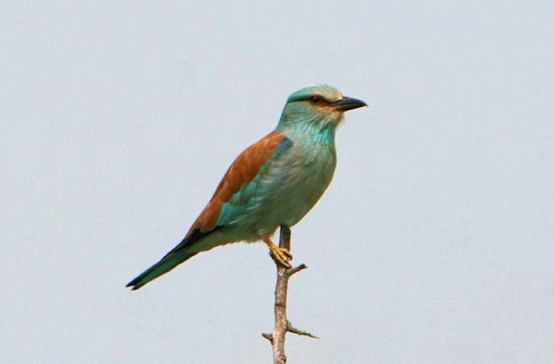 Τάξη: Coraciiformes (Κορακιόµορφα) Οικογένεια: Coraciidae (Χαλκοκουρούνες) Είδος: Coracias garrulus (Χαλκοκουρούνα) Γνωρίσµατα: Είναι πολύ χαρακτηριστικό πουλί µε όµοια φύλα και εντυπωσιακό γαλάζιο