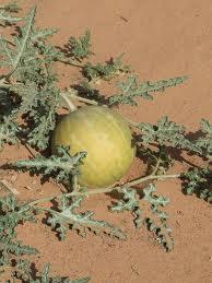 Temperatura [ C ] Citrullus colocynthis Čas dneva Pomen transpiracije za preprečevanje škodljivih učinkov visoke temperature.