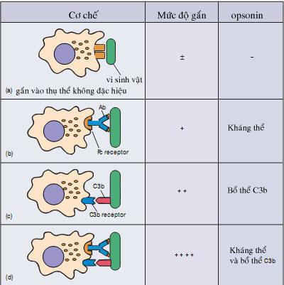 Cơ chế opsonin hóa của ĐTB với các chất opsonin là: a) thụ thể không đặc hiệu, b) là KT, c) C3b, d) phối hợp cả KT và C3b - (Theo L.M.Prescott, J.P.Harley, D.A.
