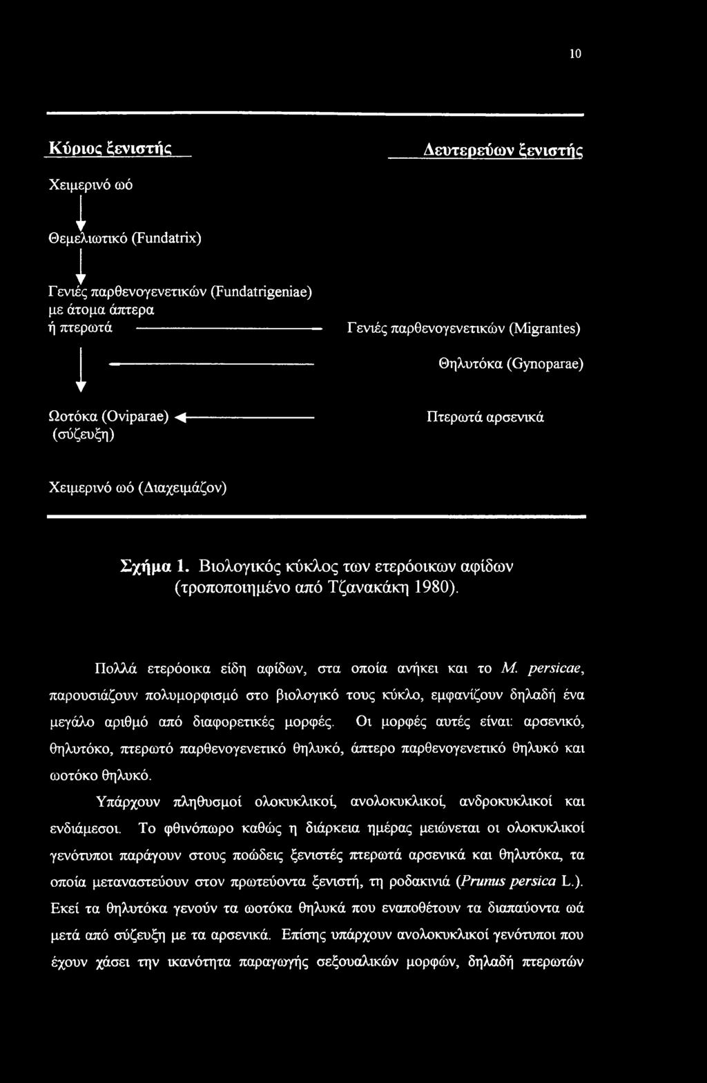 Βιολογικός κύκλος των ετερόοικων αψίδων (τροποποιημένο από Τζανακάκη 1980).