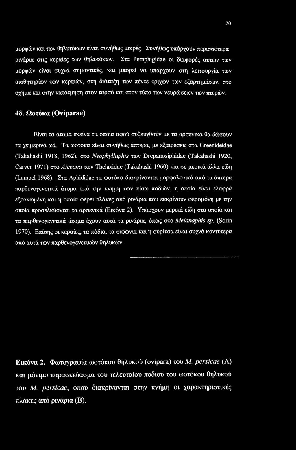 στην κατάτμηση στον ταρσό και στον τύπο των νευρώσεων των πτερών. 4δ. Ωοτόκα (Oviparae) Είναι τα άτομα εκείνα τα οποία αφού συζευχθούν με τα αρσενικά θα δώσουν τα χειμερινά ωά.