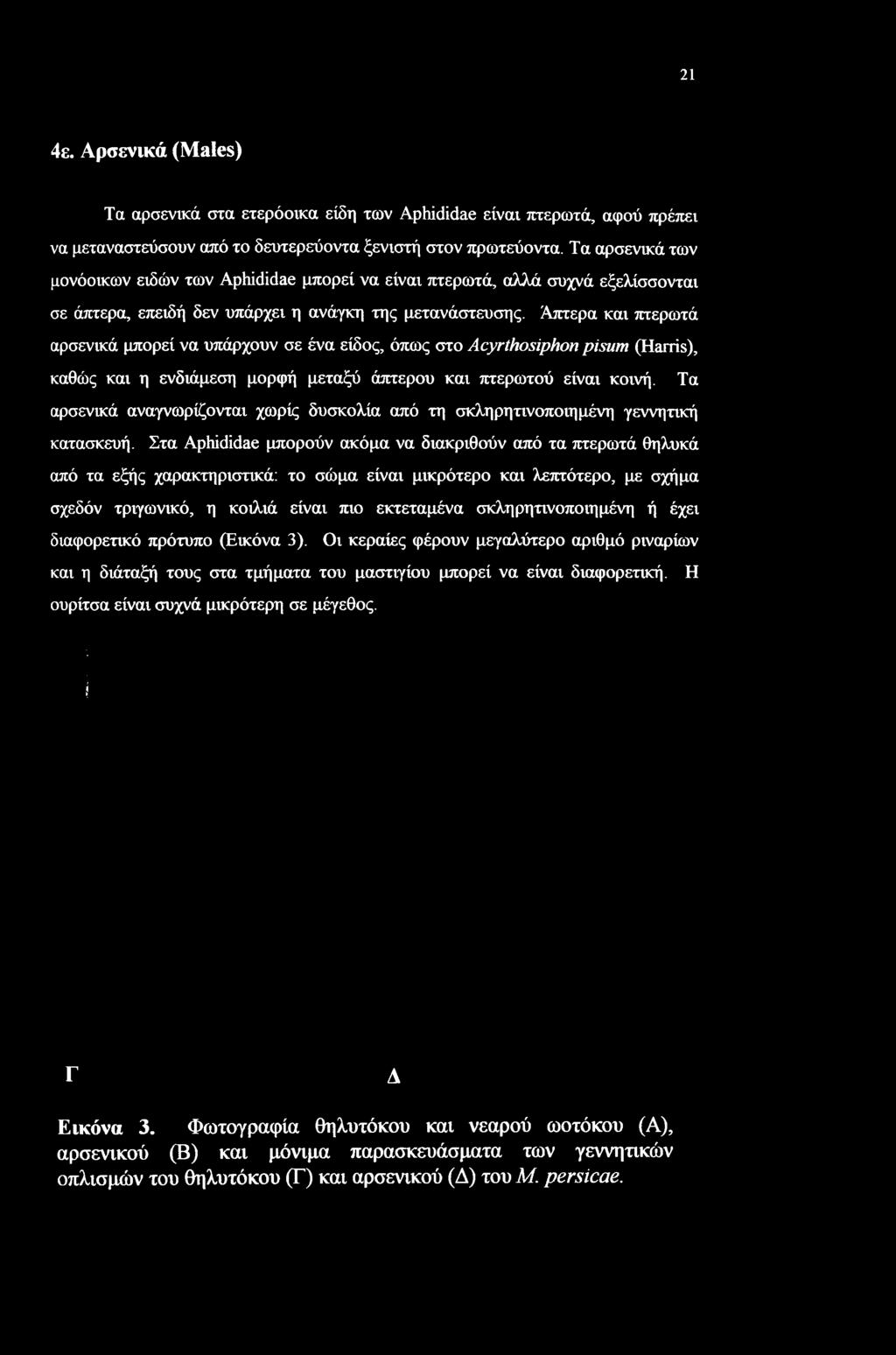 Στα Aphididae μπορούν ακόμα να διακριθούν από τα πτερωτά θηλυκά από τα εξής χαρακτηριστικά: το σώμα είναι μικρότερο και λεπτότερο, με σχήμα σχεδόν τριγωνικό, η κοιλιά είναι πιο εκτεταμένα