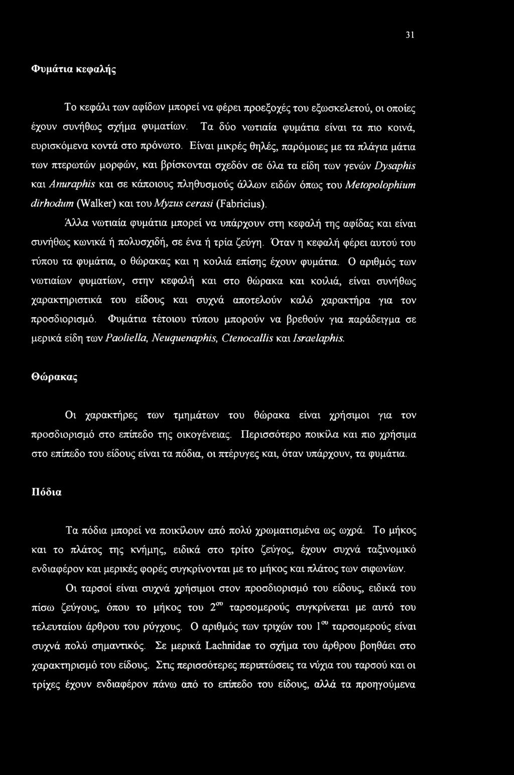 31 Φυμάτια κεφαλής Το κεφάλι των αφίδων μπορεί να φέρει προεξοχές του εξωσκελετού, οι οποίες έχουν συνήθως σχήμα φυματίων. Τα δύο νωτιαία φυμάτια είναι τα πιο κοινά, ευρισκόμενα κοντά στο πρόνωτο.