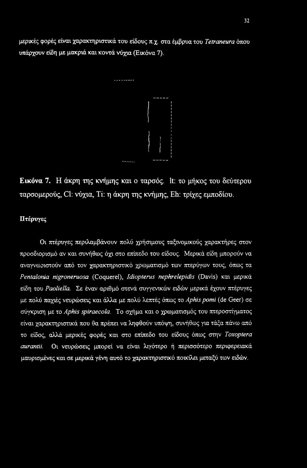Πτέρυγες Οι πτέρυγες περιλαμβάνουν πολύ χρήσιμους ταξινομικούς χαρακτήρες στον προσδιορισμό αν και συνήθως όχι στο επίπεδο του είδους.