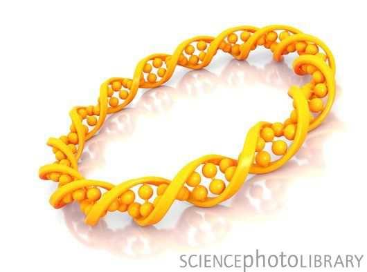 Γενετικό υλικό προκαρυωτικών Δίκλωνο κυκλικό μόριο DNA μήκους περίπου 1 mm (Πακετάρεται και αναδιπλώνεται με τη βοήθεια πρωτεϊνών ώστε το τελικό μήκος