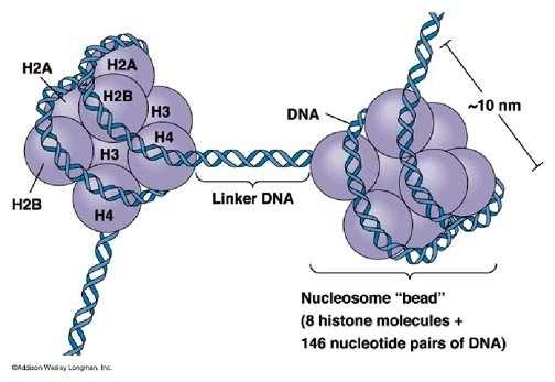 Νουκλεόσωμα Αποτελεί τη βασική μονάδα οργάνωσης της χρωματίνης Αποτελείται από DNA μήκους 146 ζευγών βάσεων και 8 μόρια πρωτεϊνών που λέγονται ιστόνες Τα