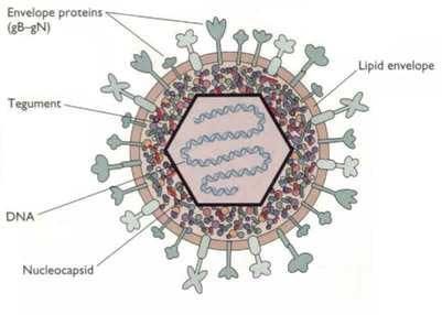 Γενετικό υλικό ιών DNA ή RNA