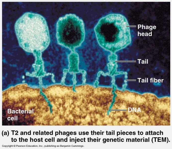 1952 Πείραμα Hershey -Chase Μελέτησαν τον κύκλο ζωής του φάγου Τ 2