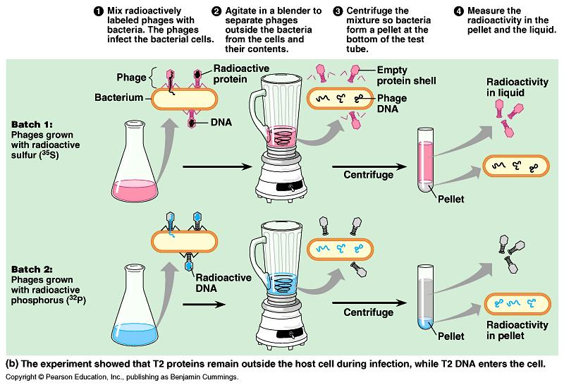 1952 Πείραμα Hershey -Chase Ιχνηθέτησαν τους φάγους με ραδιενεργό θείο (Α=35) που ενσωματώνεται μόνο στις πρωτεΐνες και με ραδιενεργό φώσφορο (Α=32) που ενσωματώνεται μόνο
