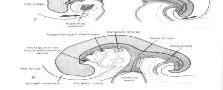 Eικόνα 1: Σχηματικά η εμβρυογένεση του παχέος εντέρου 1.