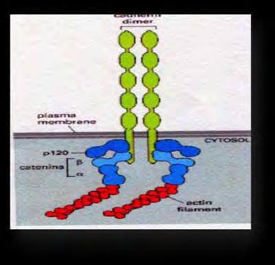 ιόντων ασβεστίου. Tα ιόντα ασβεστίου είναι εντελώς απαραίτητα για να εκδηλώσουν οι καντερίνες τη διαμορφωτική και τη συνδετική λειτουργία τους.