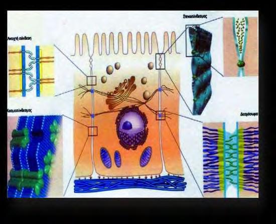 Εικόνα 14: Απεικόνιση των μεμβρανικών διαφοροποιήσεων της πλευρικής περιοχής ενός ζωικού κυττάρου β)