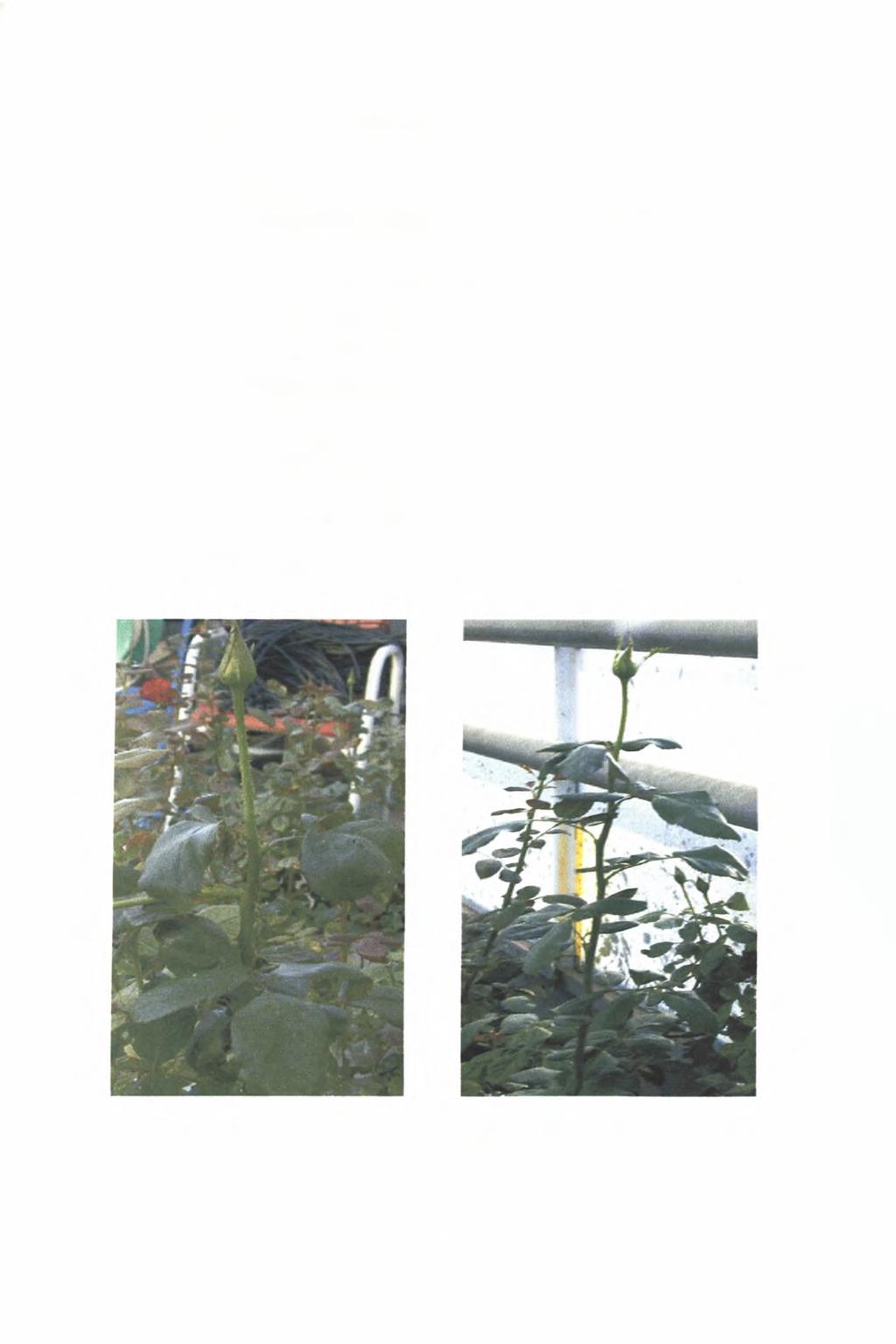 Van Acker, 1994), που διατηρούνται στο φυτό ως ανθοφόροι (Kool and Lenssen,1997).