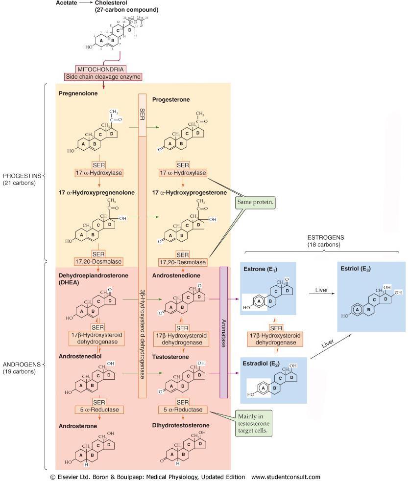 Biosinteza