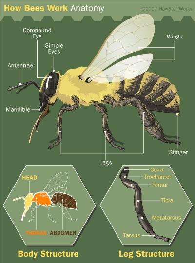 επιστημονική ονομασία Apis melifera.