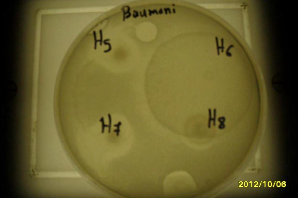 baumannii των αποικιών Η5,