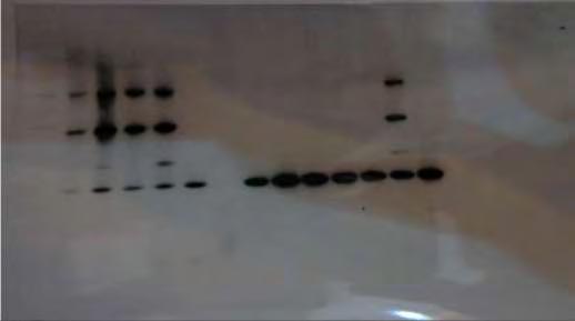 10 ο C για 120 ημέρες ανιχνεύθηκε L. monocytogenes και σε ένα άλλο δείγμα 0 ης ημέρας ανιχνεύθηκε Listeria spp.
