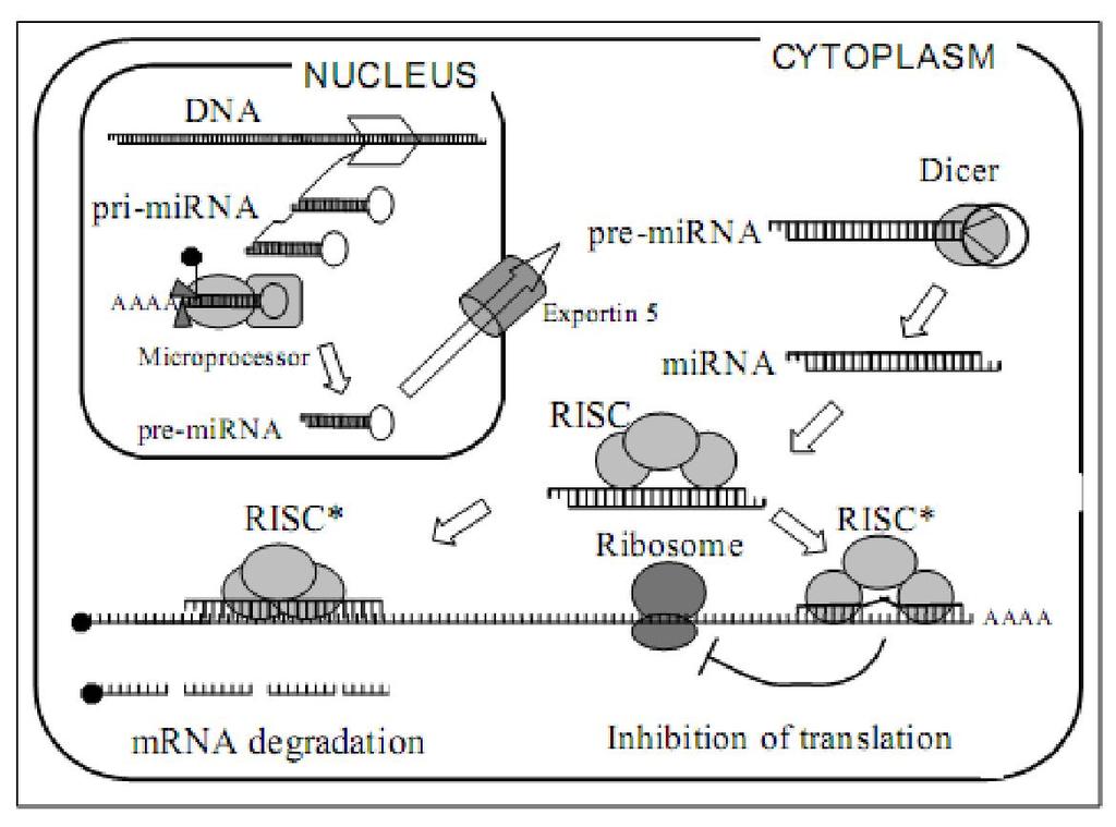 Εικόνα 10: Στάδια βιογένεσης των micrornas. Η παραλαβή του mirna:mirna* συμπλόκου από το σύμπλοκο επεξεργασίας RISC (Kusenda et al., 2006).