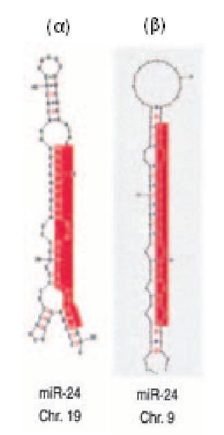 Το mir-24-1 είναι ένα πρόδρομο μόριο mirna (Εικόνα 15α), μήκους 68 νουκλεοτιδίων, το οποίο επεξεργάζεται σε δύο ώριμα mirnas, το mir-24 και το mir-189 (Lagos-Quintana et al., 2001).