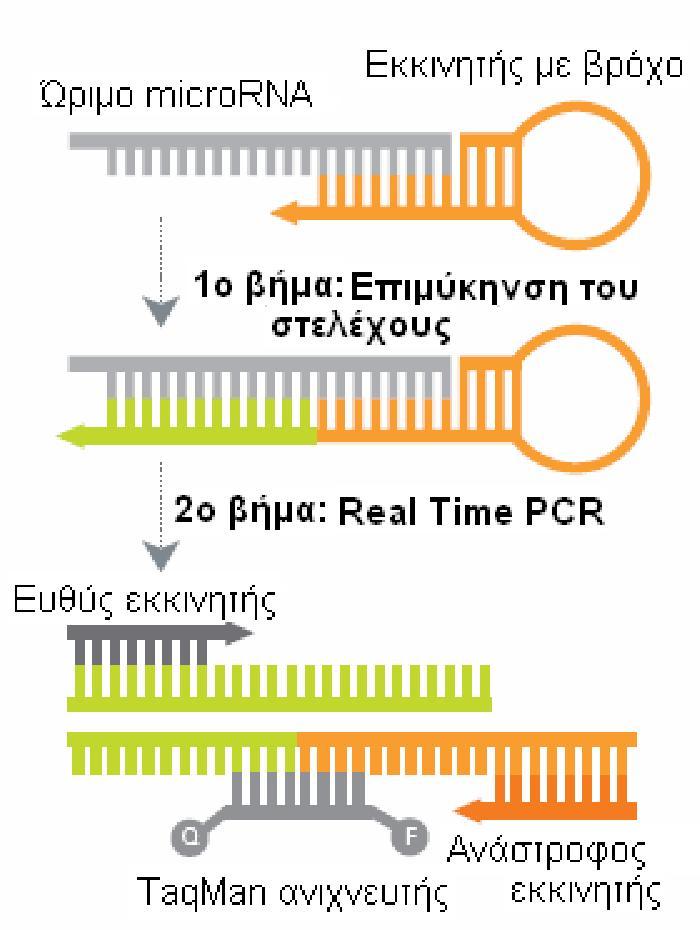 Γονίδιο Κωδικός mir-24 4427975 (assay ID 000402) U6 4427975 (assay ID 001093) Πίνακας 2: Οι κωδικοί των εκκινητών