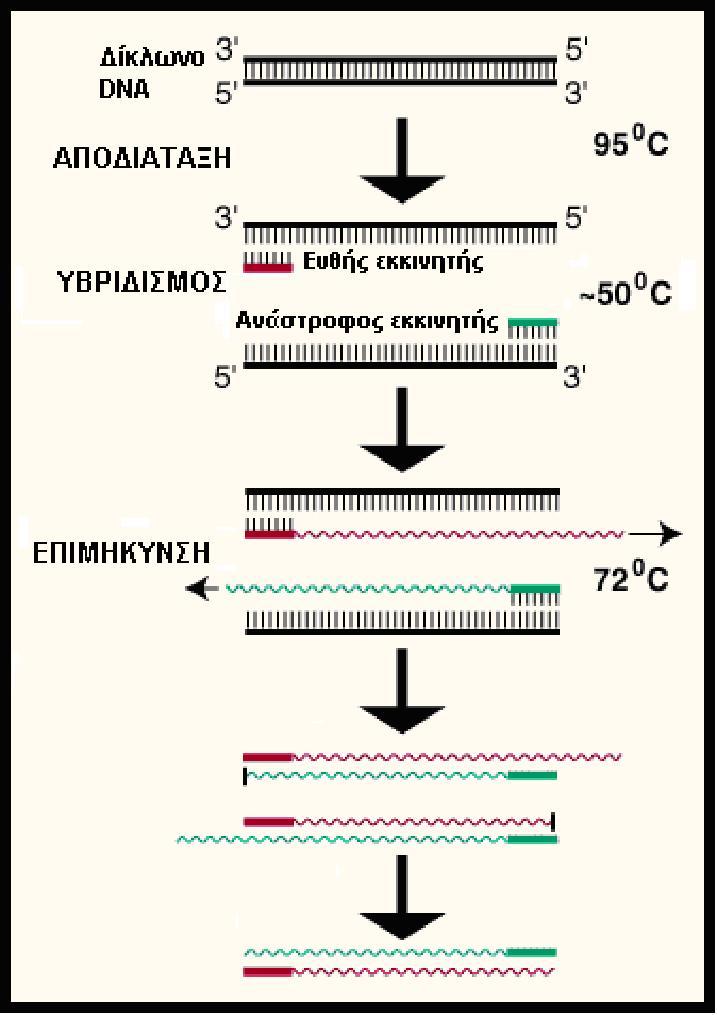 Εικόνα 20: Τα στάδια της PCR.