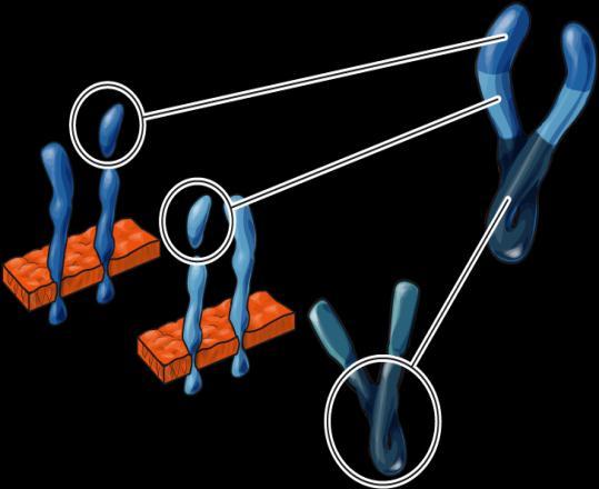 and 2 fused to human IgG1 Fc portion Binds all VEGF-A isoforms,