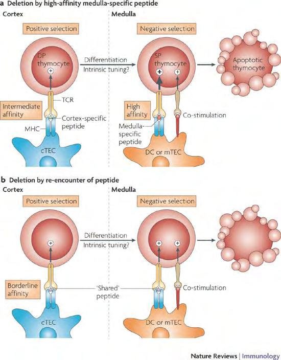 3. Επιλογή των Τ λεμφοκυττάρων στο θύμο.