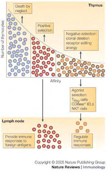 Εικόνα 3.2. Διαγραμματική απεικόνιση των κυττάρων που υπόκεινται σε απόπτωση, θετική ή αρνητική επιλογή μέσα στον θύμο και πριν εξέλθουν στην περιφέρεια( Hogquist et al.