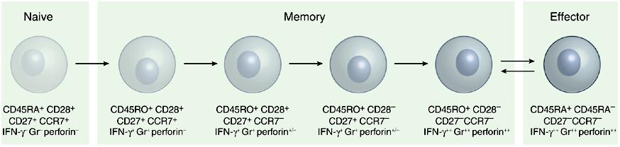 5.1. Οι δείκτες CD45RA και CD45RO Κατά την έξοδο των διαφοροποιημένων Τ-κυττάρων από τον θύμο στην περιφέρεια είτε είναι CD4 + είτε είναι CD8 + κύτταρα μπορούν να διακριθούν περαιτέρω ανάλογα με το