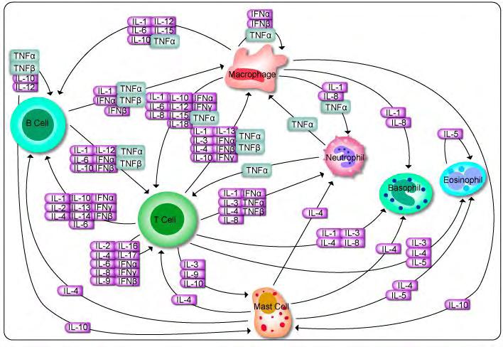 Εικόνα 6.2. Απεικόνιση κυτταροκινικού δικτύου επικοινωνίας Ας δούμε λίγο καλύτερα τις κυτταροκίνες που θα μας απασχολήσουν στην παρούσα μελέτη. 6.1.