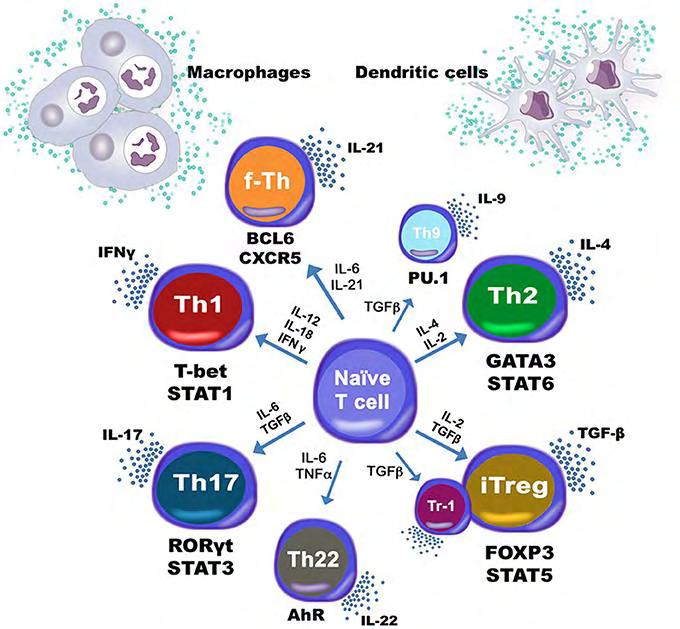 ισότυπο αυτό. Άλλες δράσεις του TGF-β είναι η επαγωγή της σύνθεσης πρωτεϊνών της εξωκυττάριας ουσίας (π.χ. κολλαγόνο), ενζύμων που τροποποιούν τη θεμέλια ουσία (π.χ. μεταλλοπρωτεϊνάσες) και κυτταρικών υποδοχέων για πρωτεΐνες της θεμέλιας ουσίας (π.
