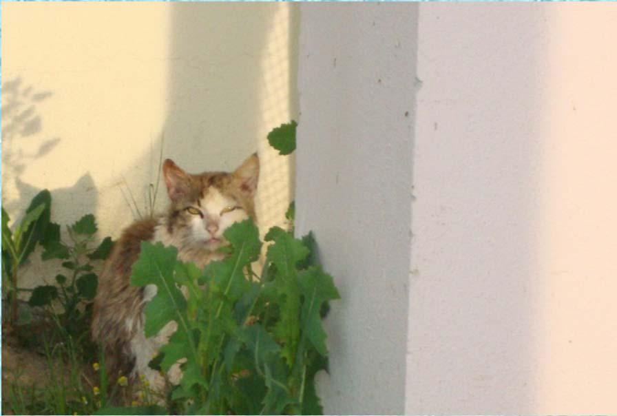 Το παραμύθι μας έχει τίτλο «Η γάτα η Φρεγάτα στον λαχανόκηπο».