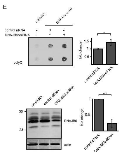 50 Εικόνα 16: Στην πάνω εικόνα παρατηρούμε ότι η καταστολή της έκφρασης του μοριακού συνοδού DNAJB6 από SiRNA έχει ως αποτέλεσμα την αύξηση των συσσωμάτων στα κύτταρα.