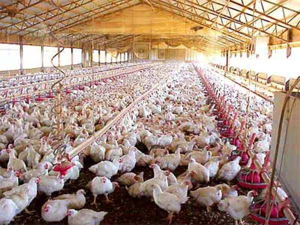 Τα «οργανικά» κοτόπουλα διατηρούνται σε ένα σύστημα παρόμοιο με την «παραδοσιακά ελεύθερη βοσκή», όμως επιπλέον τρέφονται με προϊόντα οργανικής καλλιέργειας.