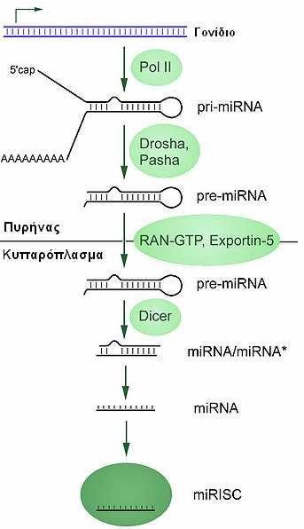 Εικόνα 7: Η διαδικασία βιογένεσης των micrornas (Esquela-Kerscher & Slack, 2006). 4.2.3 Λειτουργία των mirs Τρεις µηχανισµοί έχουν περιγραφεί σχετικά µε το πώς τα mirnas εµπλέκονται στη γονιδιακή ρύθµιση.
