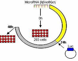 γονιδίων που επάγονται από το C. parvum (Zhou et al., 20