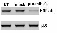 Εικόνα 29: Αποτελέσµατα από Western blot, που δείχνουν ότι υπερέκφραση του mir-24 σε κύτταρα HepG2, ανέστειλε την έκφραση της πρωτεΐνης του HNF-4α, ενώ δεν την επηρέασε η «ψευδοδιαµόλυνση» (mock),