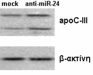 Σε συµφωνία µε την αύξηση του mrna βρίσκεται και αυτή της πρωτεΐνης, συµπέρασµα που συνάγεται από το Western blot της Εικόνας 34.