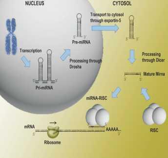 MicroRNAs Biogenesis and mechanism of action MicroRNAs are small non-coding RNAs that are key posttranscriptional regulators of gene expression in all eukaryotic cells.