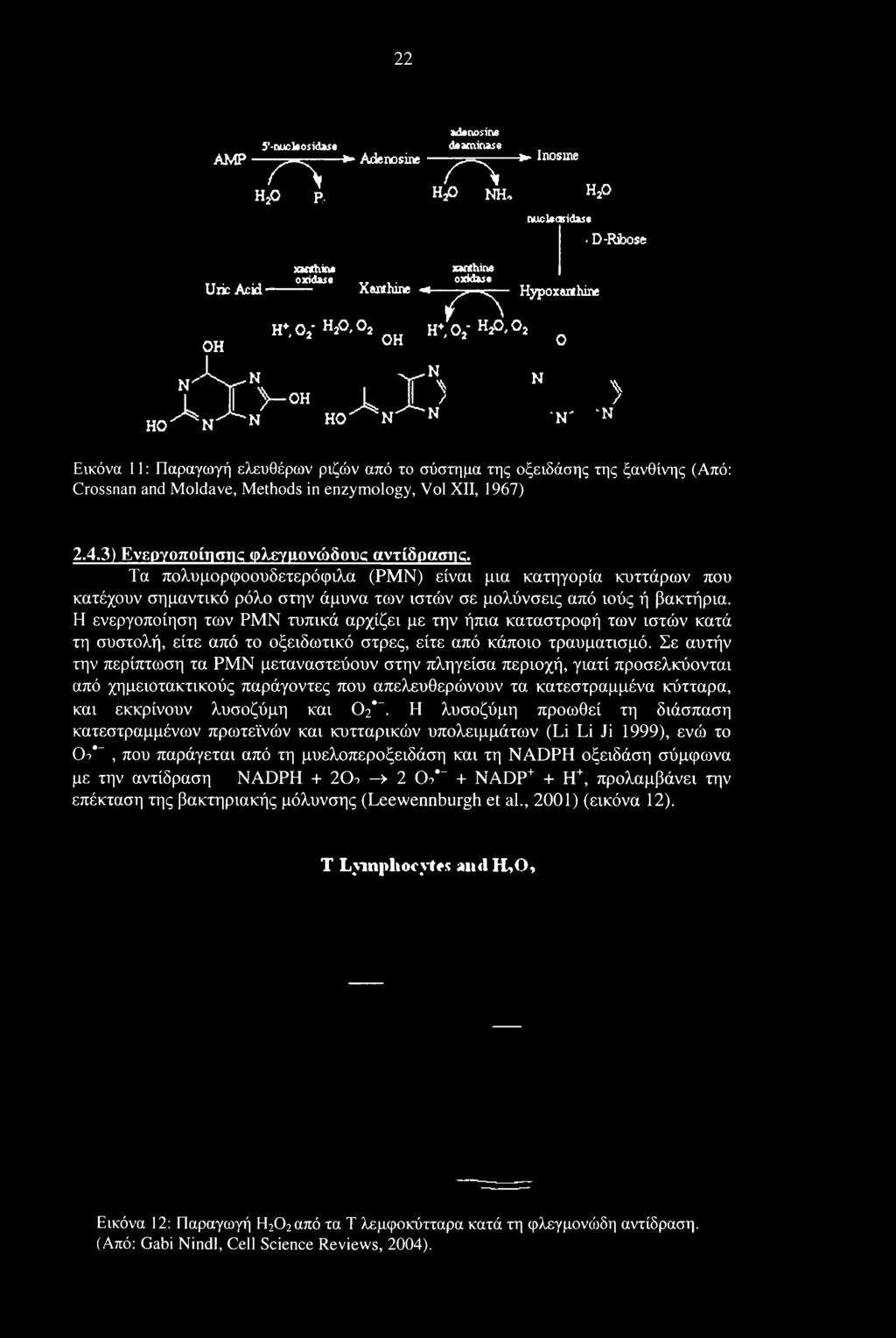 o h2o D-Ribose rvvoh xx's An^n7 ho^n^n HO N > 'N' N Εικόνα 11: Παραγωγή ελευθέρων ριζών από το σύστημα της οξειδάσης της ξανθίνης (Από: Crossnan and Moldave, Methods in enzymology, Vol XII, 1967) 2.4.