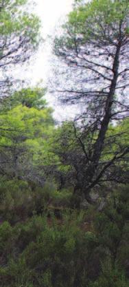 βανόμαστε σήμερα, είναι αυτό που μπορεί να δει ο καθένας από εμάς, έχοντας από τη μία μεριά ότι έχει απομείνει από την βλάστηση και από την άλλη το δάσος των κεραιών που στολίζει το απέραντο μπετόν.
