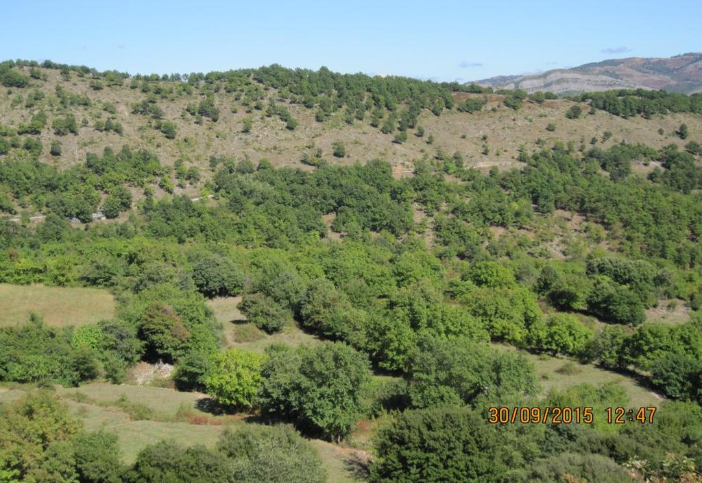 Εικόνα 6: Θαμνολίβαδο με διάφορες κλάσεις κάλυψης