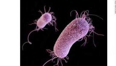 1.4 Pseudomonas aeruginosa: Αποτελεί φθορίζουσα ψευδομονάδα που κατατάσσεται στα Gram αρνητικά βακτήρια.